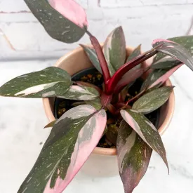 15 - 20cm Highly Variegated Pink Princess House Plant 9cm Pot