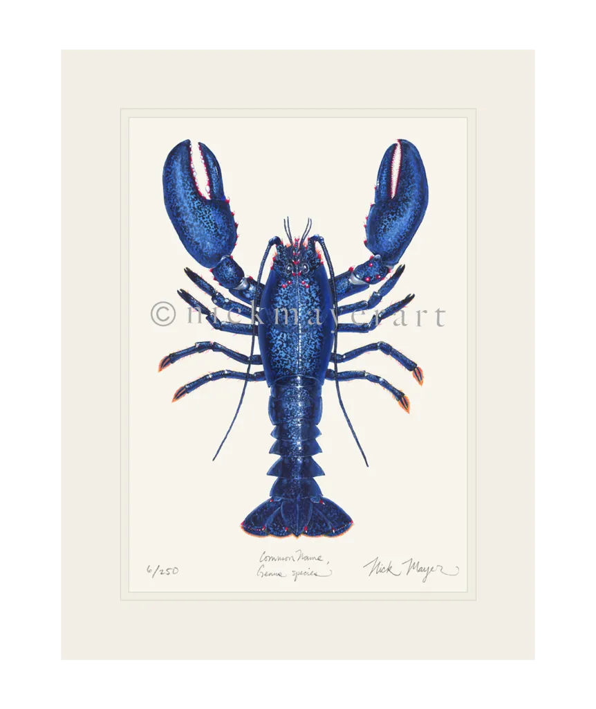 Blue Lobster II Print - Best Seller