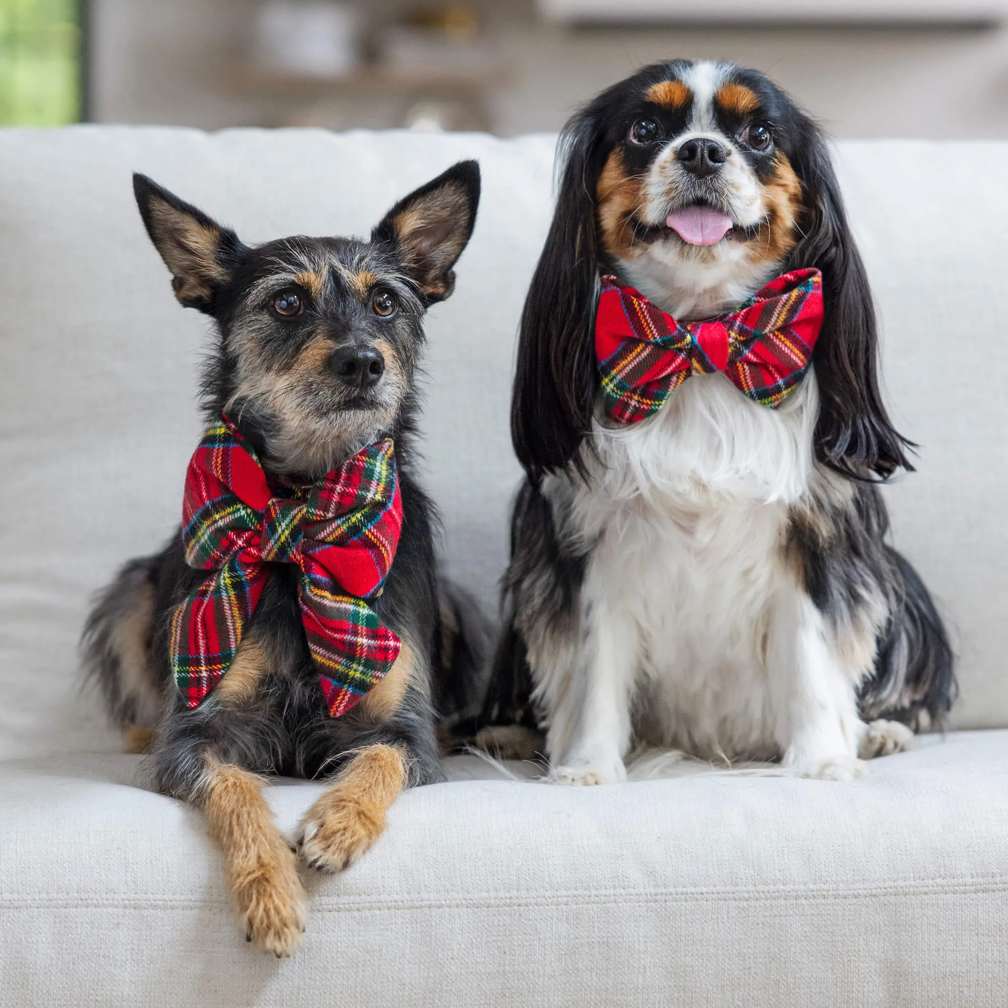 Tartan Plaid Flannel Lady Bow Collar